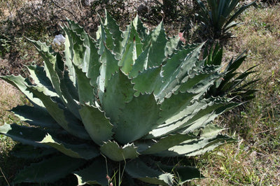 Agave silvestre